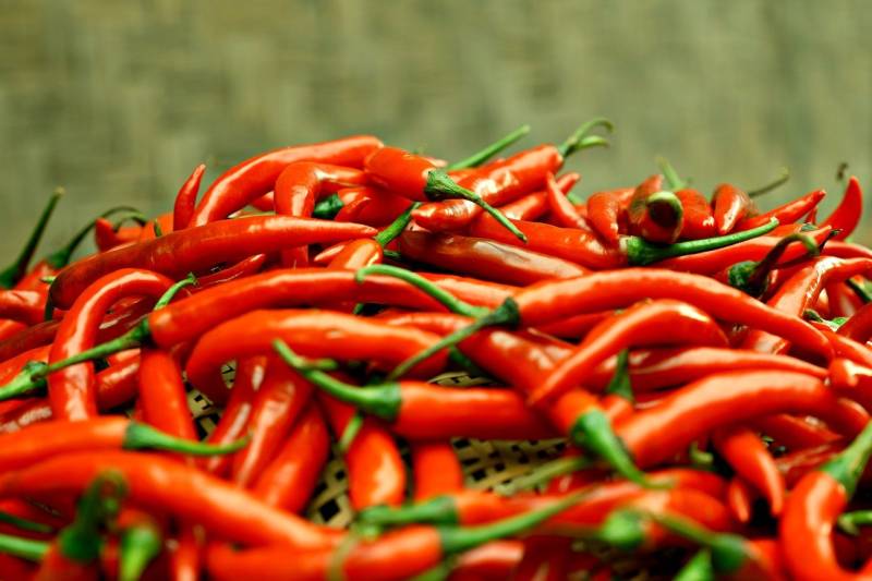 Cultiver des piments dans votre potager à Roquefort-les-Pins