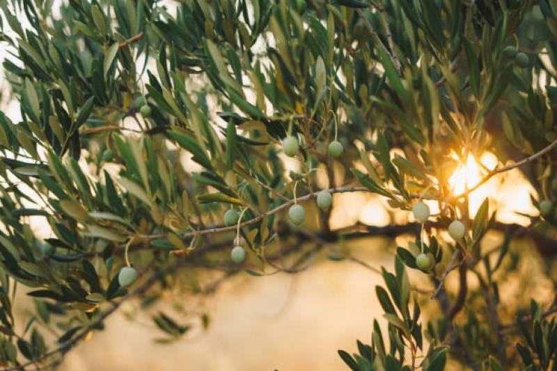 Aménagement d’espaces verts : imaginer et créer le jardin idéal à Nice